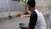 Perawatan ayam berwarna cantik ini terbilang cukup mudah. Bahkan, untuk pakannya sendiri ayam tersebut mengkonsumsi sayur mayur.