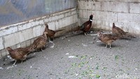 Dwi mengaku mematok jutaan rupiah untuk anakan hingga dewasa. Namun, dia mengaku menjual ayam ringneck pheasant secara sepasang bukan per ekor. Untuk sepasang anakan dijual Rp 5 juta, sementara sepasang indukan harganya Rp 10 juta. 