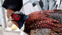 Menyoal bagaimana tanda ayam tersebut mendeteksi gempa, Dwi mengaku ayam-ayam ringneck pheasant miliknya akan berkokok dengan jangka waktu yang lama. Sementara ayam lain hanya akan terdiam saja.