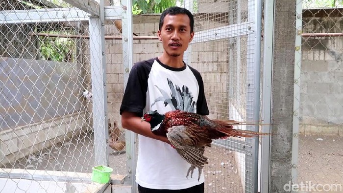 Peternak asal Bantul, Dwi Susanto sukses mengembangbiakkan ayam ringneck pheasant. Ayam tersebut dibanderol jutaan rupiah karena bisa mendeteksi gempa dan gunung meletus.