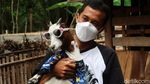 Pernah Lihat Kambing Mini, Belum? Sepasang Rp 75 Juta Lho