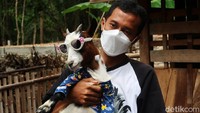 Kambing tersebut memiliki keunikan khusus yang menjadi daya tarik tersendiri.
