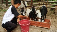 Pemilik Prayitno Farm ini mengaku tertarik mengembangbiakkan kambing pygmy karena selama ini belum ada peternak yang mengembangkannya.