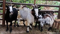 Kambing hias berharga puluhan juta rupiah ini diminati hingga luar DIY, bahkan peternak kewalahan memenuhi permintaan pasar.