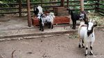 Pernah Lihat Kambing Mini, Belum? Sepasang Rp 75 Juta Lho