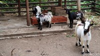 Dwi mengaku saat ini kewalahan memenuhi permintaan pasar.