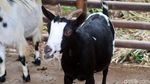 Pernah Lihat Kambing Mini, Belum? Sepasang Rp 75 Juta Lho