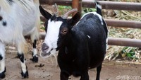 Dwi menilai meningkatnya permintaan akan kambing unik ini malah terjadi saat pandemi COVID-19.