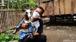 Pernah Lihat Kambing Mini, Belum? Sepasang Rp 75 Juta Lho