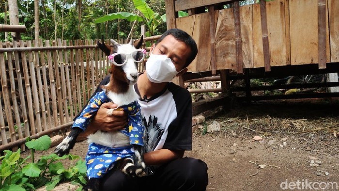 Seorang pria di Kapanewon Sedayu mengembangbiakkan kambing berukuran mini atau kambing jenis pygmy hingga mencapai puluhan ekor. Kambing hias berharga puluhan juta rupiah ini diminati hingga luar DIY, bahkan peternak kewalahan memenuhi permintaan pasar. Adalah Dwi Susanto (33), warga Pedukuhan Pereng Wetan RT.55 Kelurahan Argorejo, Kapanewon Sedayu ini mengungkapkan bagaimana awal mengembangbiakkan kambing pygmy. Hal itu dimulai saat Dwi memutuskan menjadi peternak pada tahun 2006.