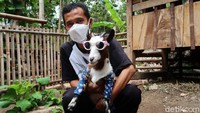 Dwi Susanto menunjukkan salah satu kambingnya di Pedukuhan Pereng Wetan RT 55 Kelurahan Argorejo, Kapanewon Sedayu, Bantul.