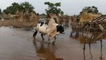 Perubahan Iklim Ancam Mata Pencarian Ribuan Warga Sudan