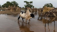 Saat mengosongkan jaring ikan di negara bagian Bahr el Ghazal Utara, Daniel Deng, ayah tujuh anak berusia 50 tahun, mengingat kehidupannya yang terpaksa mengungsi berulang kali karena rasa tidak aman.
