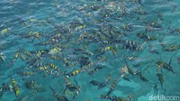 Lingkungan desa begitu bersih, ditambah laut jernih yang tanpa ragu memamerkan karang dan ikan-ikan cantik.