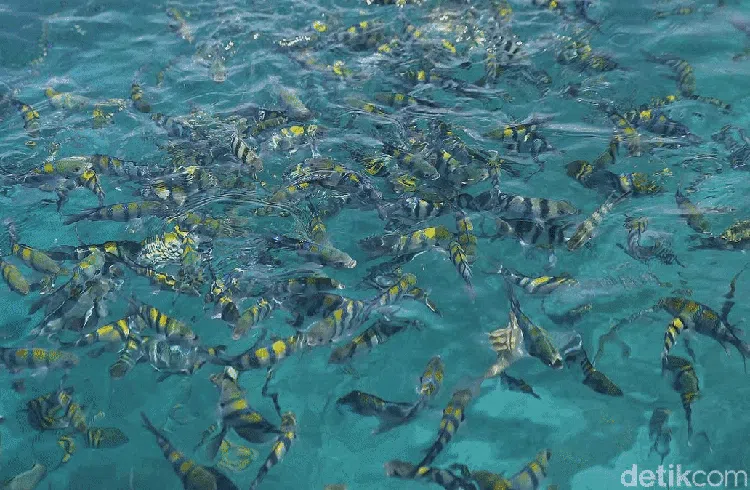 Terhipnotis Keindahan Desa Wisata Arborek