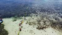 Tradisi ini menjadi daya tarik pariwisata yang ditampilkan di Festival Pesona Meti Kei 2021.  