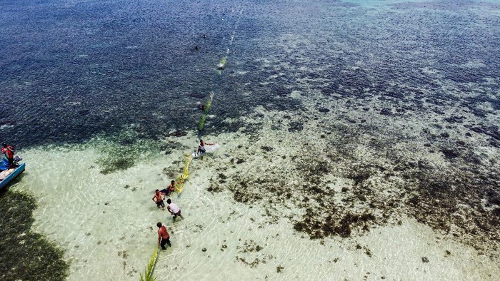 Sejumlah anak menarik tali saat ikut menangkap ikan secara tradisional yang disebut Wer Warat di pantai saat air laut surut jauh atau Meti di Pulau Tarwa Kabupaten Maluku Tenggara, Provinsi Maluku, Rabu (27/10/2021). Wer Warat adalah cara masyarakat Kepulauan Kei di Maluku Tenggara menangkap ikan dengan tali dan daun kelapa, dan tradisi ini menjadi daya tarik pariwisata yang ditampilkan di Festival Pesona Meti Kei 2021. ANTARA FOTO/FB Anggoro/foc.
