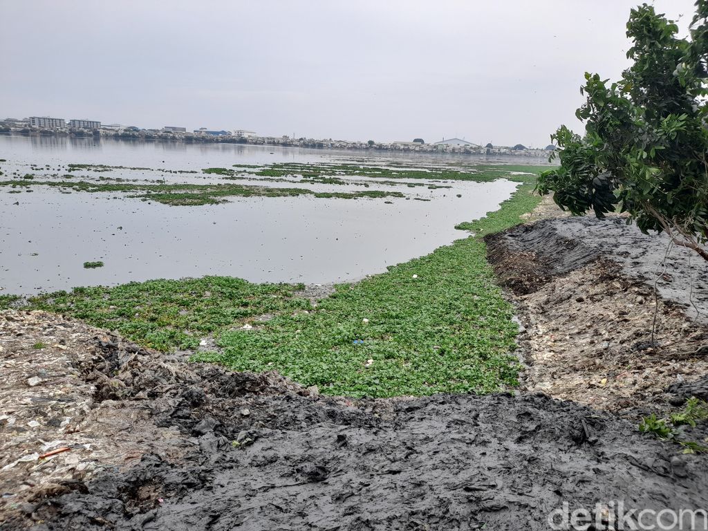 Waduk Pluit di Jakarta Utara, 27 Oktober 2021. (Marteen Ronaldo Pakpahan/detikcom)