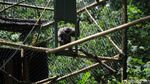 Akhirnya, 3 Owa Jawa Kembali ke Alam Liar Gunung Tilu