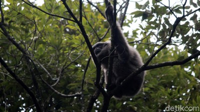 Akhirnya, 3 Owa Jawa Kembali ke Alam Liar Gunung Tilu