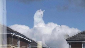 Kucing di awan. Foto: dok reddit/confusing_perspective