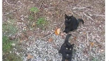 Foto ini ada empat kucing loh. Foto: dok reddit/confusing_perspective