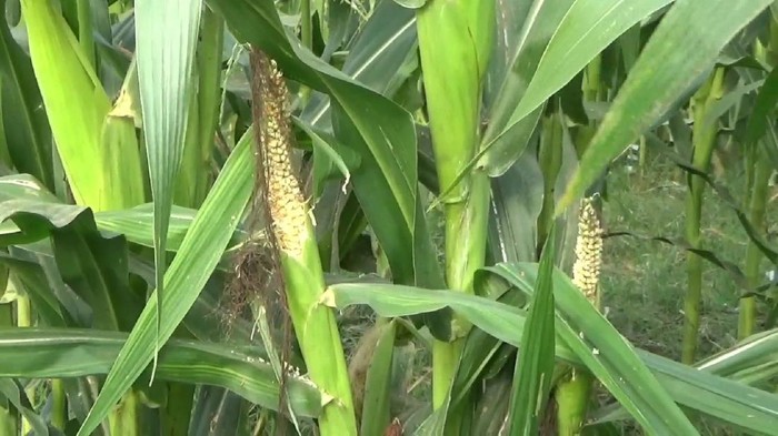 Hama Tikus Serang Tanaman Jagung di Tulungagung