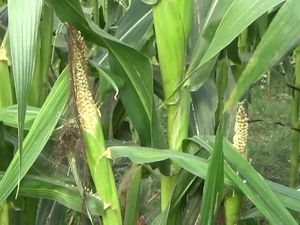 Hama Tikus Serang Tanaman Jagung di Tulungagung, Petani Merugi