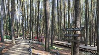 Spot-spotnya menarik, traveler bisa duduk di kursi kayi atau berdiri di atas jembatan kayu yang instagramable. (Tasya Khairally/detikcom)