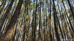 Hutan Pinus Mangunan, Wisata Instagramable dengan Pemandangan Alam di Bantul