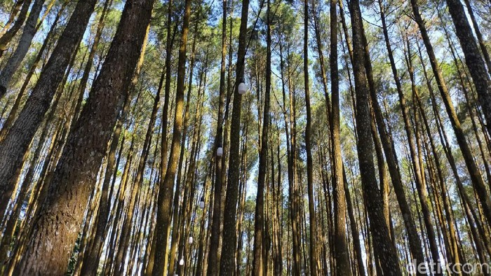 Hutan Pinus Mangunan Hutan Pinus Mangunan