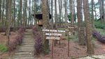Hutan Pinus Mangunan, Wisata Instagramable dengan Pemandangan Alam di Bantul