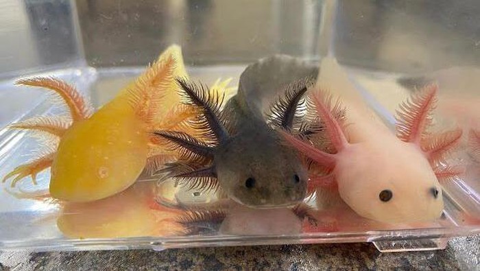 ikan axolotl