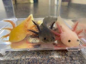 Mahasiswa Universitas Brawijaya Berhasil Budi Dayakan Ikan Langka Axolotl