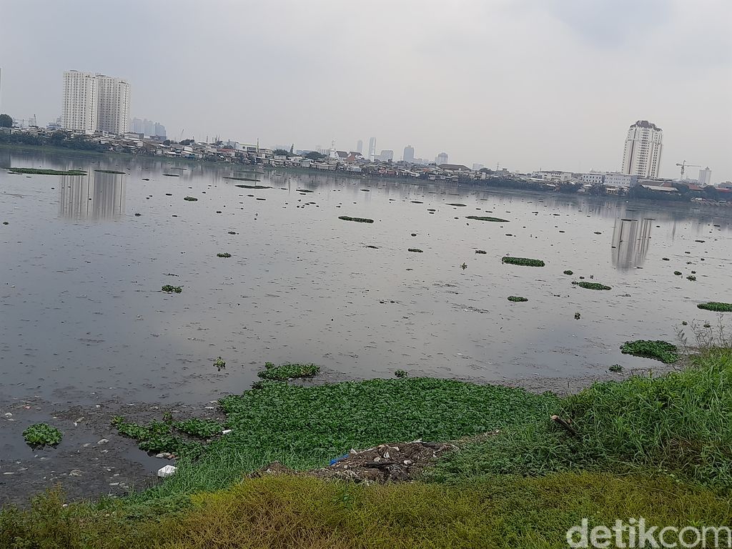 Kondisi Waduk Pluit, Jakarta Utara, 28 Oktober 2021, 12.00 WIB. (Marteen Ronaldo Pakpahan/detikcom)