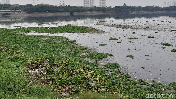 Kondisi Waduk Pluit, Jakarta Utara, 28 Oktober 2021, 12.00 WIB. (Marteen Ronaldo Pakpahan/detikcom)