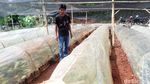 Melihat Budidaya Benih Vanili di Sumedang