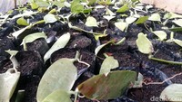 Tidak banyak yang tahu bahwa Desa Pamekarsari, Kecamatan Surian, Kabupaten Sumedang menjadi salah satu penghasil terbesar emas hijau karena menjadi tempat budidaya benih tanaman vanili (Vanilla planifolia).