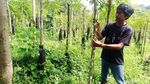 Melihat Budidaya Benih Vanili di Sumedang