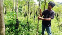Benih vanili diprodusi dari tanaman vanili yang tidak sampai mengalami pembuahan.