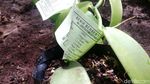 Melihat Budidaya Benih Vanili di Sumedang