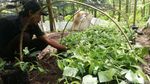 Melihat Budidaya Benih Vanili di Sumedang