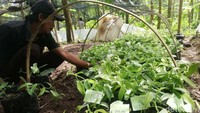 Pekerja memberikan serififikasi pada benih vanili dengan kualitas bagus.