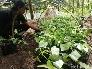 Meraup Cuan Ratusan Juta dari Budidaya Vanili di Bali