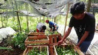 Benih valini yang telah diberi sertifikasi dikemas dan siap dikirim kepada pembeli.