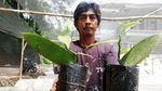Melihat Budidaya Benih Vanili di Sumedang
