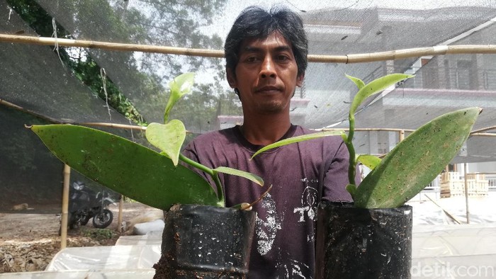 Melihat budidaya tanaman emas hijau di Sumedang