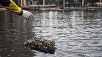 Berdasarkan hasil eksperimen yang dilakukan oleh Tim Konservasi Taman Impian Jaya Ancol, 5 kg kerang hijau mampu menjernihkan 50 liter air laut yang keruh dalam waktu 1 jam.  