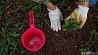 Beberapa jenis pohon yang ditanam antara lain Buni, Jamblang, Jambu Bol, Menteng dan Kecapi. Hal ini dilakukan dengan tujuan untuk menambah populasi hutan kota di Jakarta, mengurangi polusi dan meningkatkan kualitas udara, mengembalikan biodiversitas, menumbuhkan ekosistem lokal serta meningkatkan kesadaran masyarakat atas pentingnya hutan kota. Sejalan dengan pesan Jaga Iklim Hijaukan Bumi.