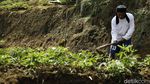 Mengunjungi Desa Wisata Kiarasari yang Asri